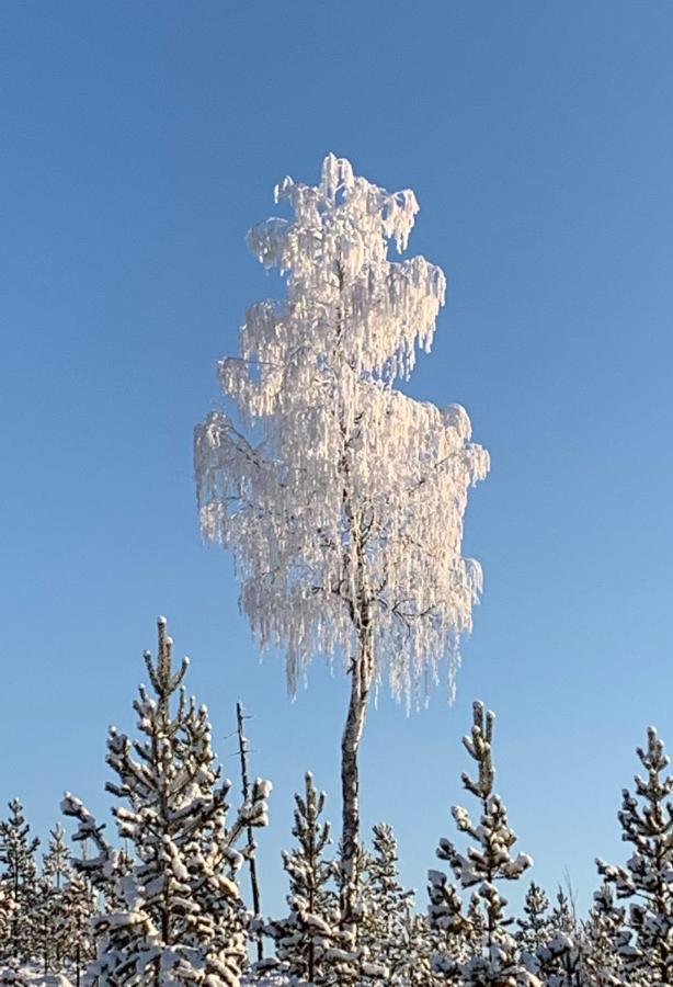 Off-Grid Cabin In Nattavaara Lapland Eksteriør billede