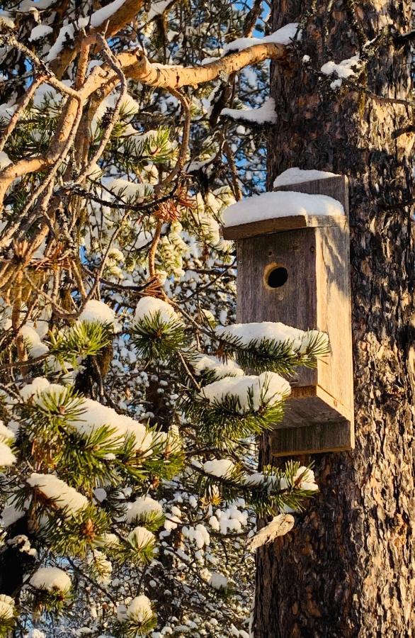 Off-Grid Cabin In Nattavaara Lapland Eksteriør billede